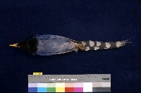 臺灣藍鵲藏品圖，第5張